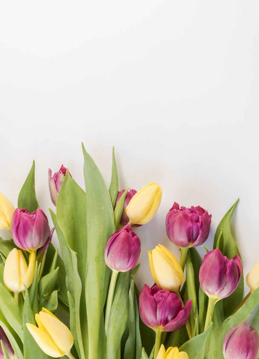 selective focus photography of pink and yellow tulips flowers
