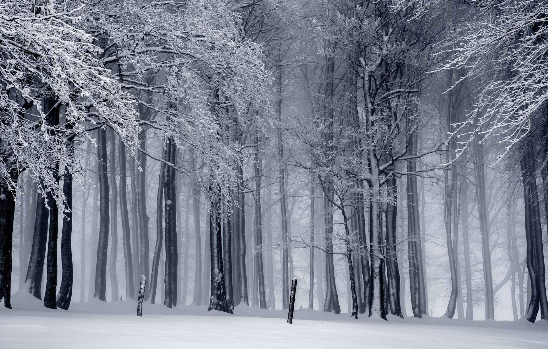snowy forest